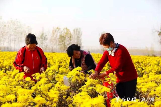 山东枣庄：金丝皇菊铺就金色致富路