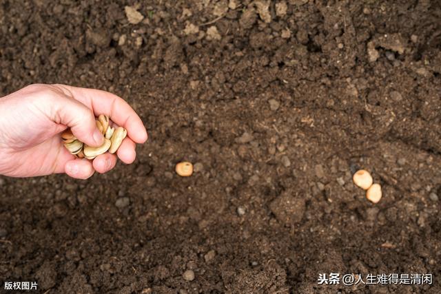 青蚕14号蚕豆——种植技术与落花落荚的防控方法，种植户可借鉴