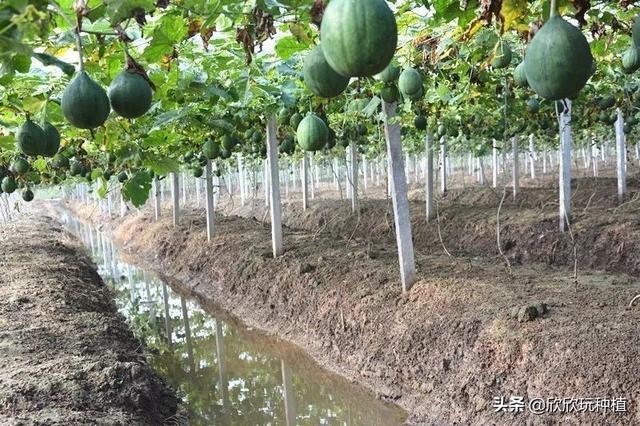 种瓜蒌能赚钱？盲目跟风不可行，种植技术是关键