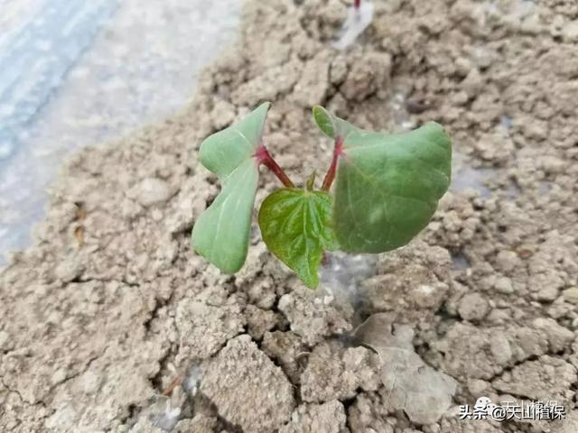 棉花种植时要学习的播种与保苗技术，好的开始等于成功了一半