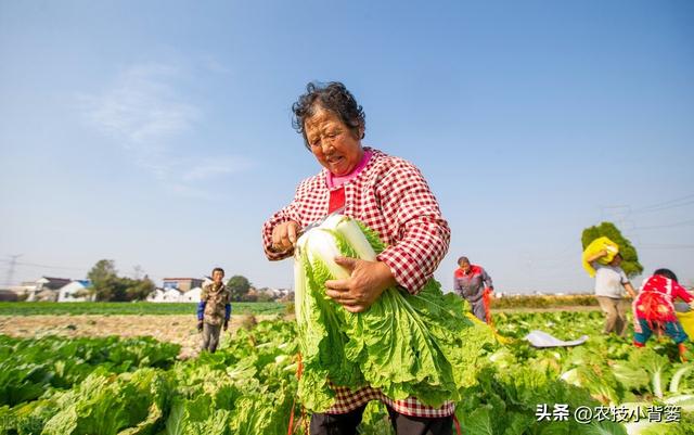 怎样才能种出高产优质的大白菜？掌握这些种植管理技巧