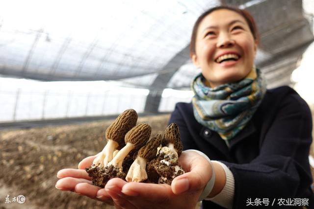 每斤90元的羊肚菌，种植管理要注意这7点！一定会卖个好价钱！