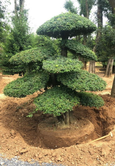 养好对节白蜡的方法和注意事项