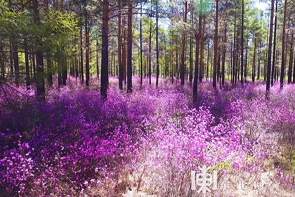 初夏最美是小满 兴安杜鹃映山红