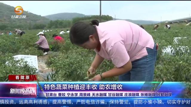 【短视频】特色蔬菜种植迎丰收 助农增收兴产业