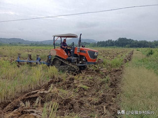 安徽青阳庙前镇：秋收田不闲 油菜种植忙