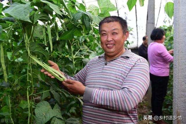 种植豆角、豇豆要记住五个禁忌，不然落花多、结荚少，很实用