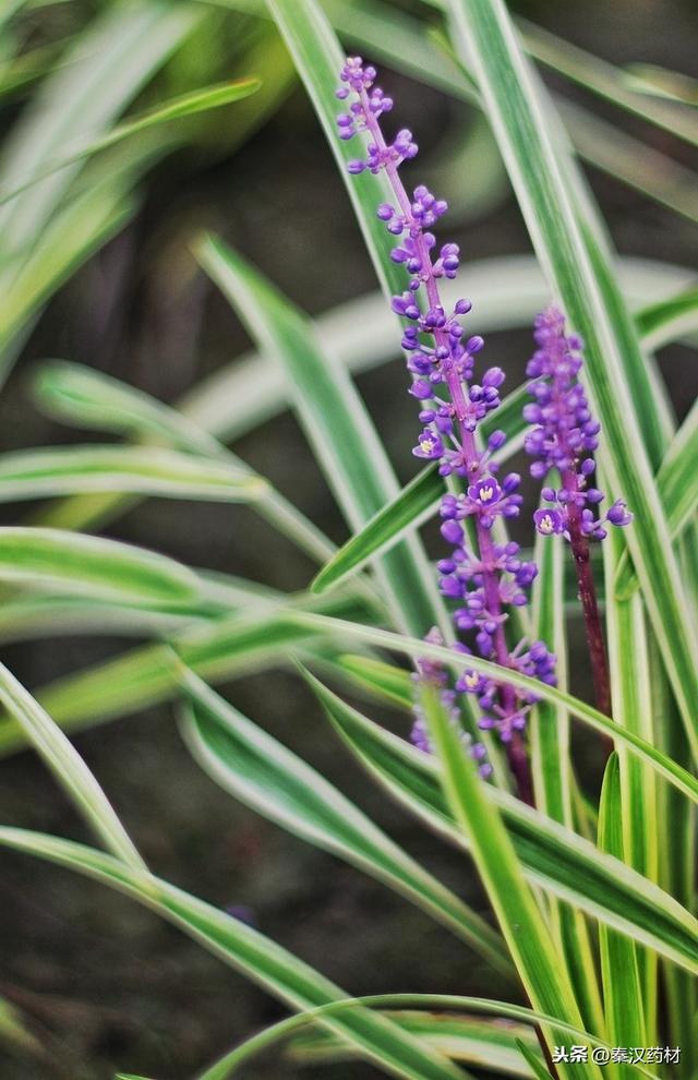 识花认草：山麦冬