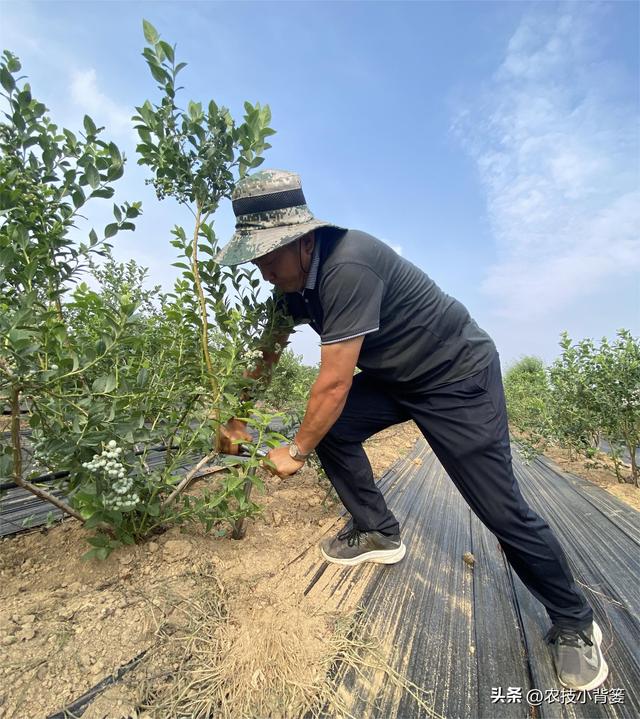 种植健壮高产蓝莓，怎样选苗、选地、改土、调酸？怎样科学定植？