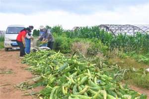 粘玉米订单寻求种植者(胶州里岔镇：订单种植，“黄金米”助农增收)