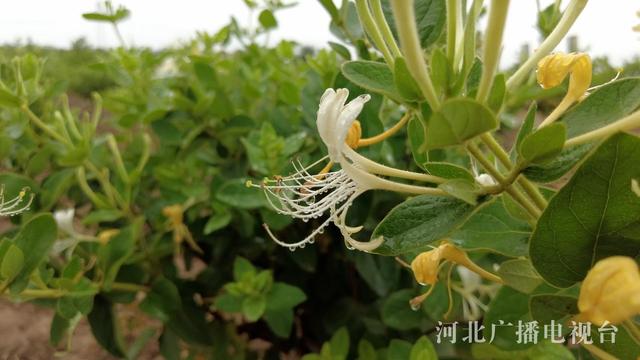 石家庄以岭药业：打造金银花规范化种植基地 助力乡村振兴