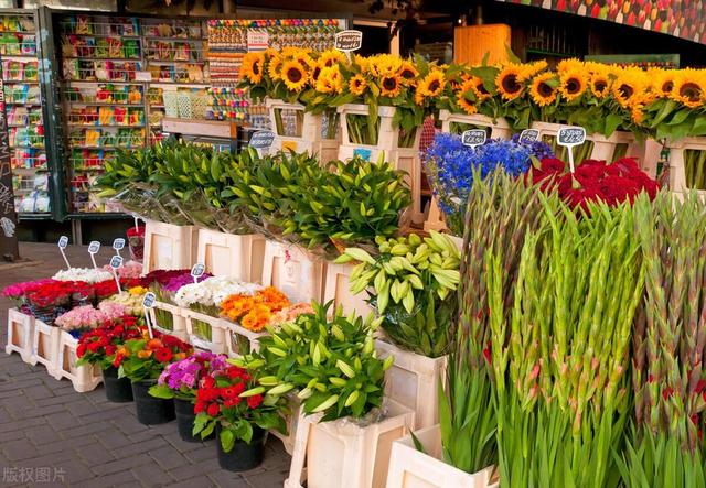 深圳可行性研究报告——花卉种植行业前景预测