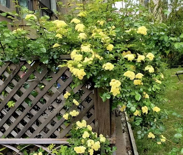 院里种棵木香花，2个月爬成一面花墙，开成花瀑布