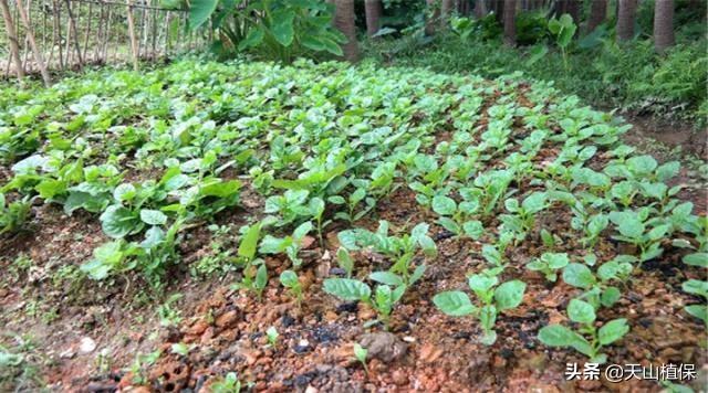 木耳菜种植起来很简单，管理也不费力，你可以试一试