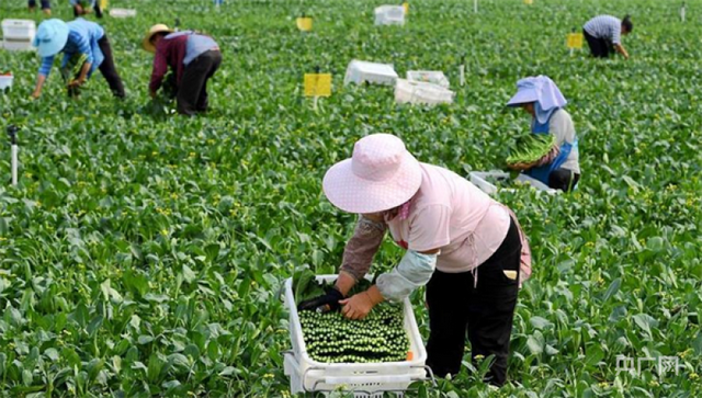 南阳市镇平县马庄乡：蔬菜地里好“丰”景  特色产业助增收