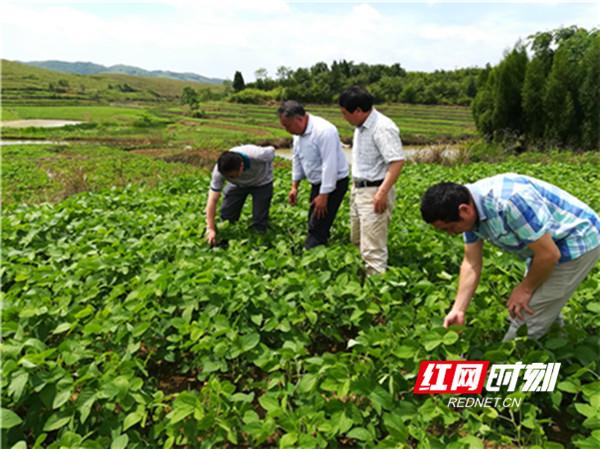 桂阳：科技人才提升产业扶贫“含金量”