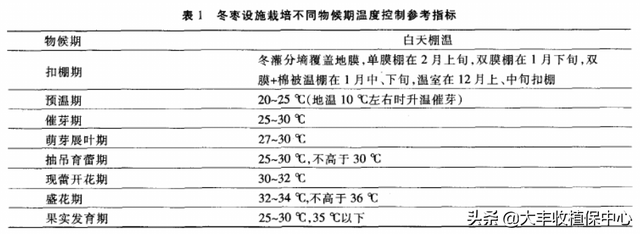 高产量收益多！大棚冬枣技术该怎么做？这4个方面告诉你