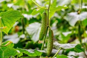 黄瓜种植大全(黄瓜一叶一瓜，6个种植技巧要牢记，黄瓜从下到上挂满架)