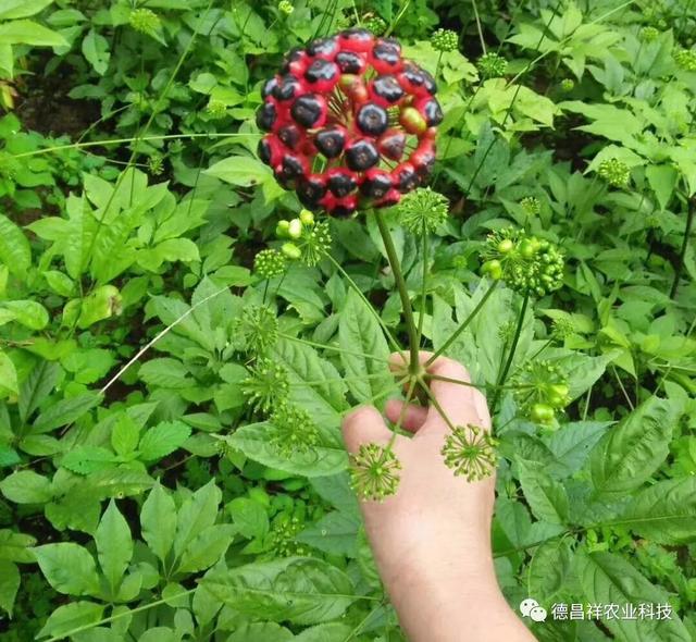 农村种中药材赚钱吗？老农讲出真实种植效益