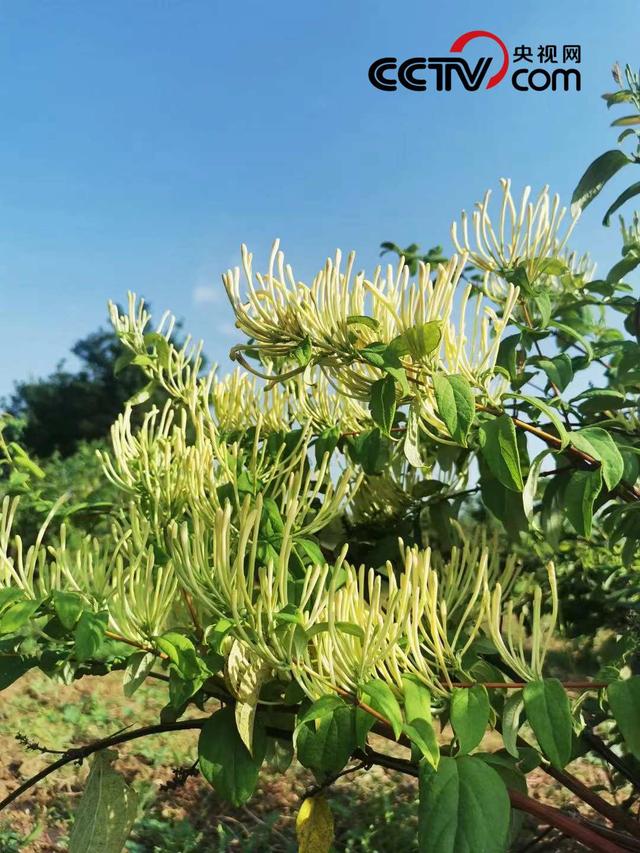 脱贫致富“摇钱树”遍地花开是“金银”