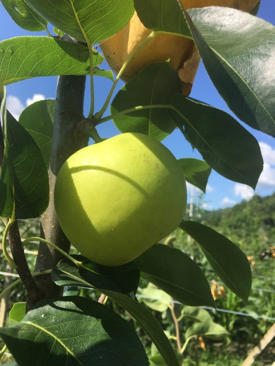 贵州翠玉梨引种高接栽培关键技术