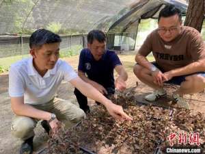 浙江省中药种植基地(（乡村行·看振兴）乡村振兴新动力：浙江建德林下绿色“聚宝盆”促共富)