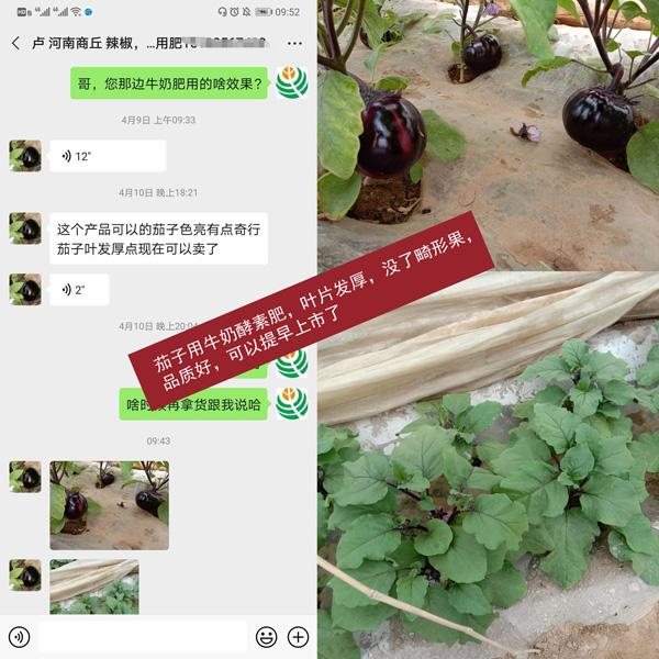 茄子育苗的时间,茄子苗期施什么肥？