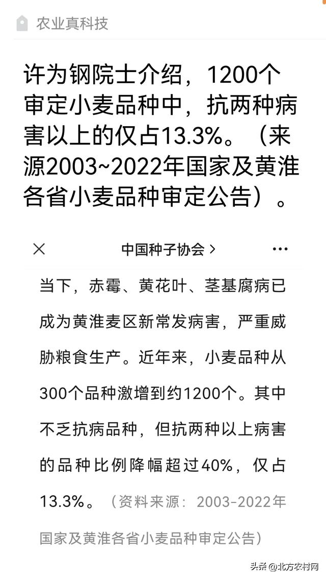 小麦轻松亩产1400斤，50%的农户可以实现！关键是品种“五抗”