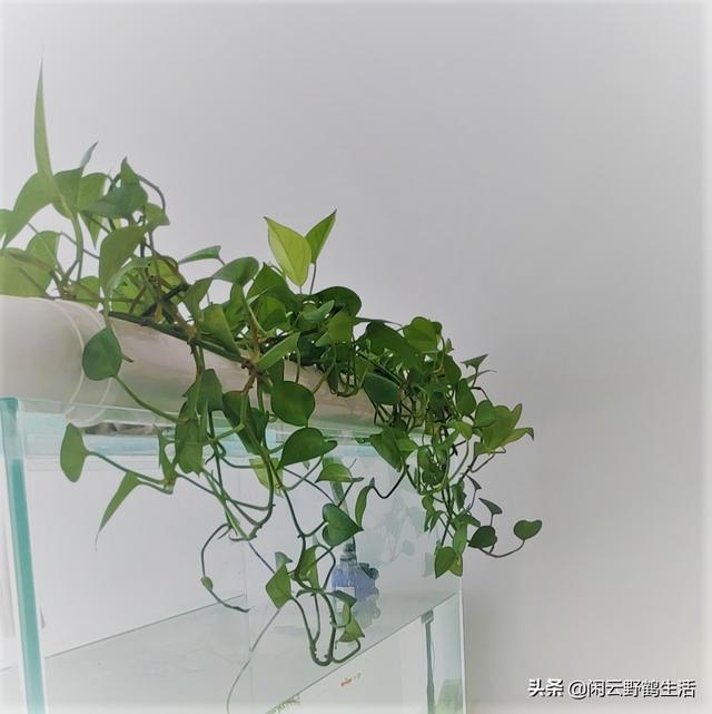 鱼缸上滤不好看？阳台种菜想水培？简单方便的PVC植物水道制作