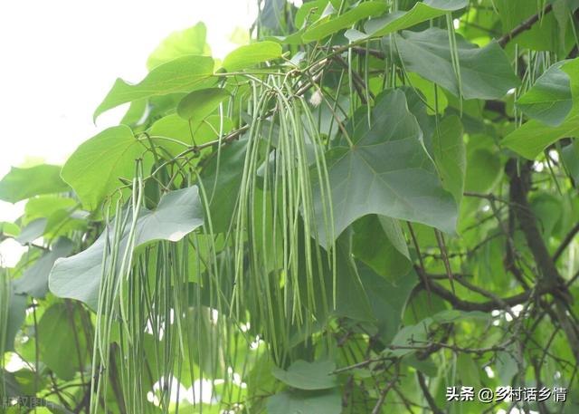 种植豆角、豇豆要记住五个禁忌，不然落花多、结荚少，很实用