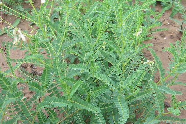 生长于山沟的野生杂草，堪比人参的补气佳品，黄芪的科学种植方法