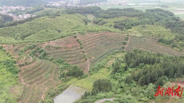 道县：“北果南植”蓝莓飘香