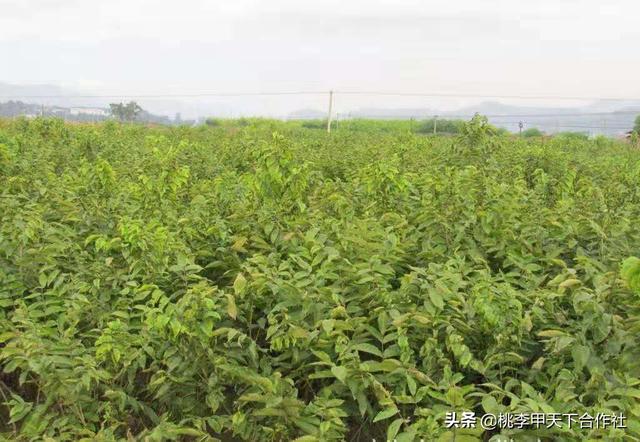 核桃树种植技术，附近核桃树苗批发基地，怎么管理核桃树更高产？