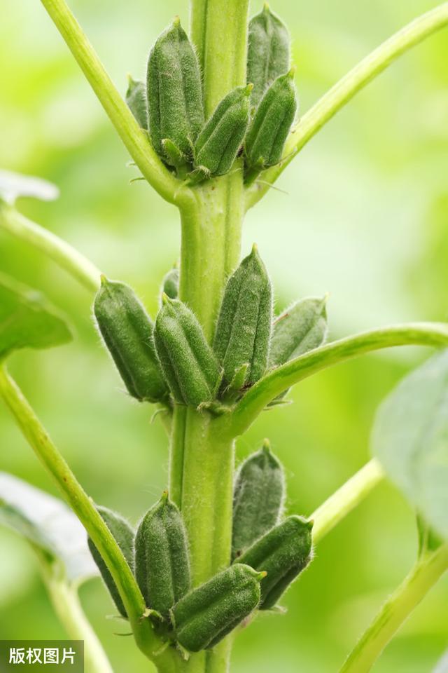 种植芝麻，避免遇到风雨倒伏而减产，如何发挥其品种优势是关键