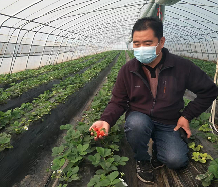 又到草莓芳香时 河南杞县竹林乡发展特色种植效益佳