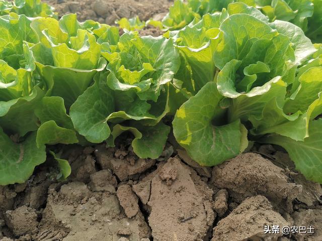 2月份可种植这些露天蔬菜，让菜园和阳台“绿”起来