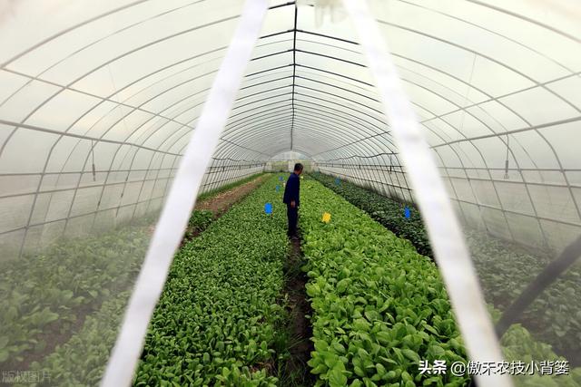 温室大棚冬季浇水后通风排湿时，为什么不能“太急”和“太大”