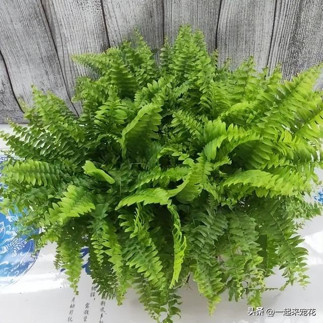 北阳台也能种植的4种花，每一种都是颜值担当，你家养了几种？