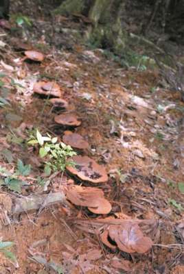 种植灵芝前景如何(十一老人耕林下 灵芝遍野兴小村)