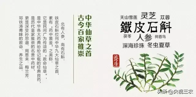 枯树枝变“神器”：在家就能种的“救命仙草”铁皮石斛