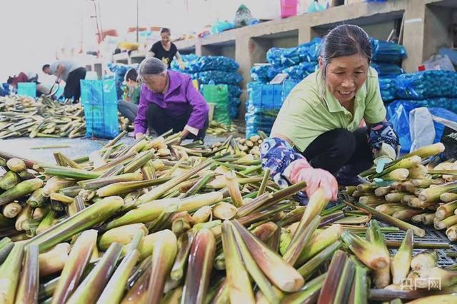 【夏收现场】茭白采收忙 “茭”出丰收卷