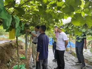 罗城山野葡萄种植技术(国家科技特派团“把脉开方”配技术 助力罗城葡萄产业多元化发展)