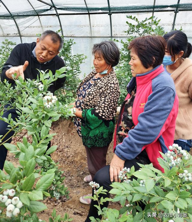 种植健壮高产蓝莓，怎样选苗、选地、改土、调酸？怎样科学定植？