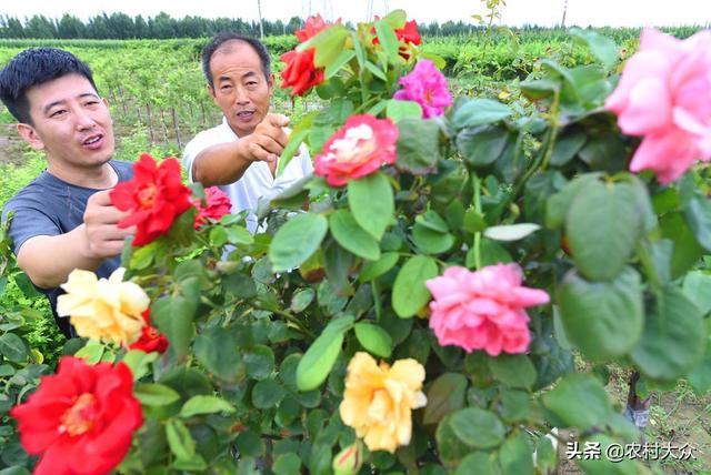 洪士强：月季花也能上万元，把花种成“树”效益成倍翻