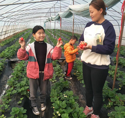 又到草莓芳香时 河南杞县竹林乡发展特色种植效益佳