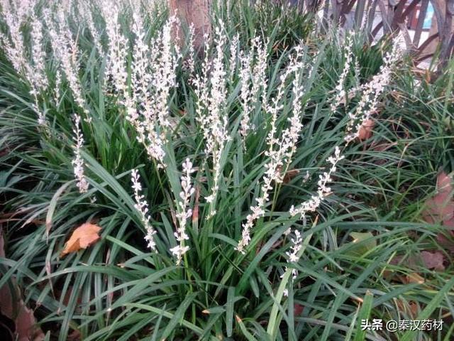 识花认草：山麦冬