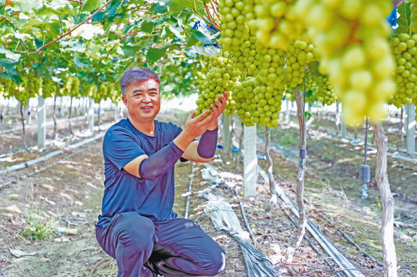 王双喜：种植葡萄走上致富路