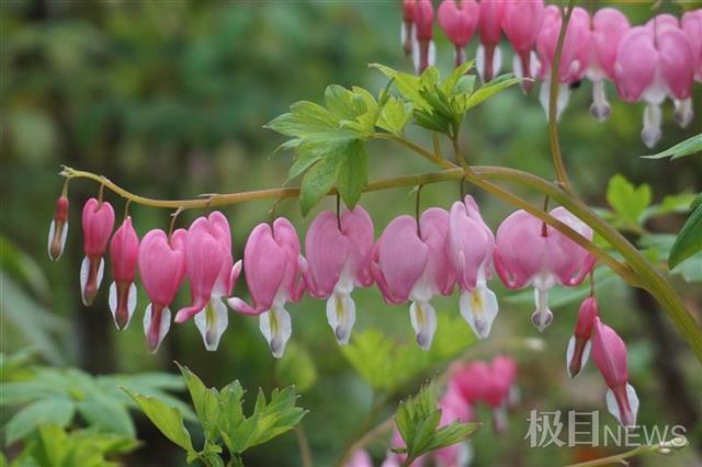 武汉植物园八成春花从野外“猎”来：红白花桃每朵花不一样，野生杜鹃王来汉40年……