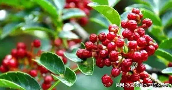 2019~2020年种植业前景分析.以下几种可以试试