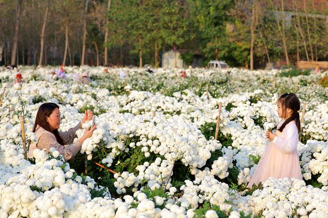 柘城县：菊开满地产业旺 乡村振兴活力足